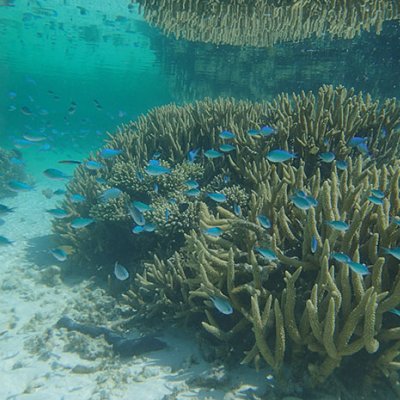 Fish swimming around coral on Heron Reef 